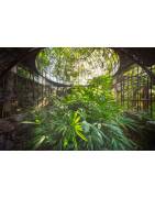 Fine Art Print "ARISE" - Forgotten greenhouse in Piemonte, Italy