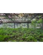 Kunstdruck / Wandbild "INDUSTRIAL GARDEN I",Fabrik in Italien, LOST PLACES