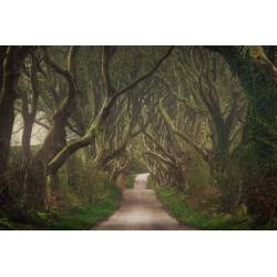 Kunstdruck / Wandbild "DARK HEDGES", Nordirland